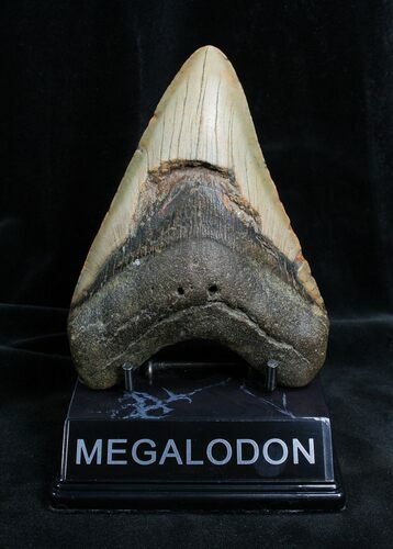 Inch Megalodon Tooth #1349